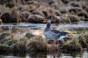 Canvas Print - Greylag Goose