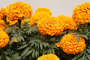 day dead orange yellow flower green leafs blurred background