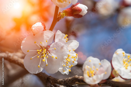 Spring flowers in a neon light.