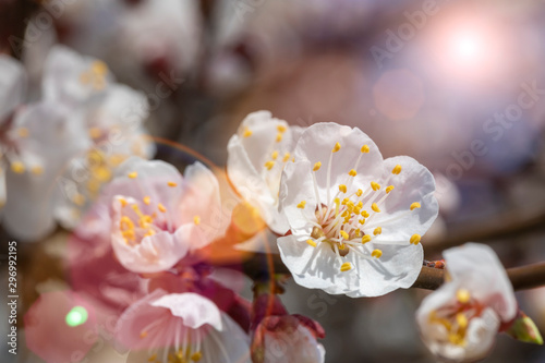 Spring flowers in a neon light.