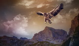 Fototapeta Góry - eagle flying over the dark mountains