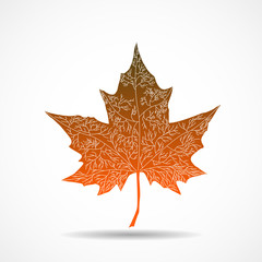 Wall Mural - autumn maple leaf on white background, autumn symbol