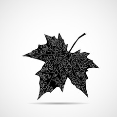 Wall Mural - autumn maple leaf on white background, autumn symbol