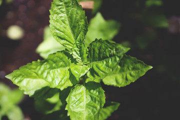 Basil plant in bird eye's view in the middle of a garden