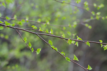 Tree branch with juicy green spring leaves. Sunlight, bokeh, background