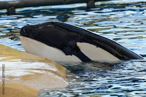 Cuadros en Lienzo Portrait of a killer whale (orcinus orca) resting it's head on the waters edge d