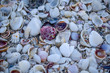 Shells on the beach at the ocean 