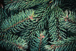 © smiltena - Christmas tree twigs close-up as Christmas or New Year background.