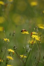 Shallow Focus Shot Of A Bee Collecting Nectar From Yellow Wildflowers