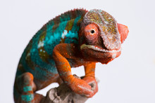 Panther Chameleon Standing On Branch Looking At Camera