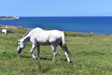 Domestic horses eats grass on the meadow, Santander, Cantabria, Spain