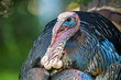 Male wild turkey strutting and displaying colorful head and feathers courting females