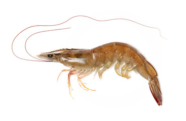 Canvas Print - shrimps on a white background 