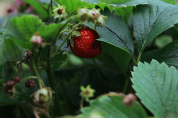 wild strawberry on a bush