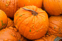 Close Up On Pile Of Warty Pumpkins Freshly Picked From The Field. The Warty Pumpkins Are Also Called Knuckle Heads.