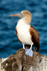 Blue-footed booby, Galapagos Island