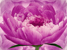 Flower Pink Peony On Background Pink. Bright Pink  Flowers Peonies. Floral Background.  Flower Composition. Nature.