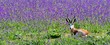 Close up of a little Springbok antelope on a blue meadow full of flowering echium