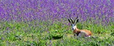 Close up of a little Springbok antelope on a blue meadow full of flowering echium