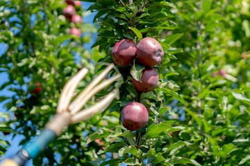 Wall Mural - the fruit catcher gather apples from the tree in the gadren