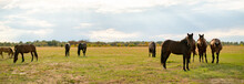 Panorama View Of Some Horses In The Field On Summer Day, Domestic Animals Concept