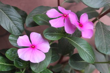 Blooming Red Flowers Of Catharanthus Roseus Or Pink Periwinkle With Green Leaves