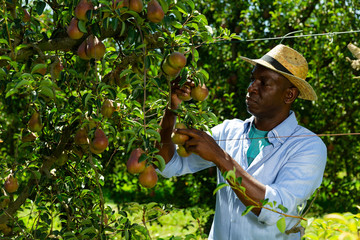 Wall Mural - Man picking pears in orchard