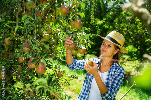 Fotografía Woman picking pears in orchard