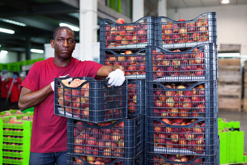 Wall Mural - Positive Afro workman stacking boxes with harvested peaches on fruits sorting department
