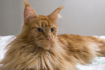 Wall Mural - Portrait of young large red marble Maine coon cat lies on a white blanket with flowers. Red fluffy cat