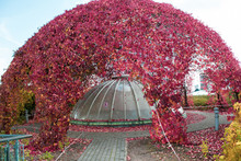  Spherical Arbor Entwined With Weaving Of Grapes With Red Leaves In A European Park On A Sunny Autumn Day.