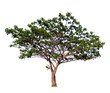 © Choo - Isolated single tree with clipping path  on a white background. Big tree large image is suitable for all types of art work and print.