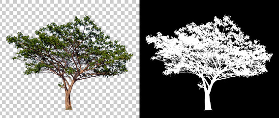 Isolated single tree with clipping path and alpha channel on a transparent picture background. Big tree large image is easy to use and suitable for all types of art work and print.