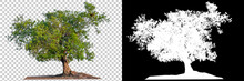 Isolated Single Tree With Clipping Path And Alpha Channel On A Transparent Picture Background. Big Tree Large Image Is Easy To Use And Suitable For All Types Of Art Work And Print.
