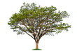 © Choo - Isolated single tree with clipping path  on a white background. Big tree large image is suitable for all types of art work and print.