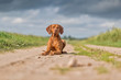 © shymar27 - Magyar vizsla is resting on a field road. Photographed close-up.
