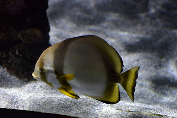 Zebrasoma flavescens, The yellow surgeon fish is a surgeon fish, from the Acanturids family.
