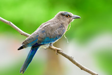 Beautiful Naive Grey To Blue Plumage Bird Perching On Thin Wooden Twig Over Blur Background In Nature, Juvenile Indian Roller  Or Blue Jay