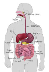 medical anatomy illustration of human gastrointestinal digestive system including intestines or gut 