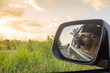 Reflection of dog in car rear view mirror 