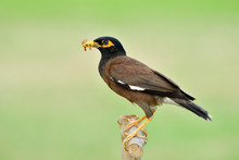 Common Or Indian Myna (Acridotheres Tristis) Funny Brown And Black Head Starling Bird Perching On Wooden Branch Picking Many Worm Meals For Her Baby In Feeding Season