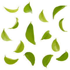 Wall Mural - fly green leaves isolated