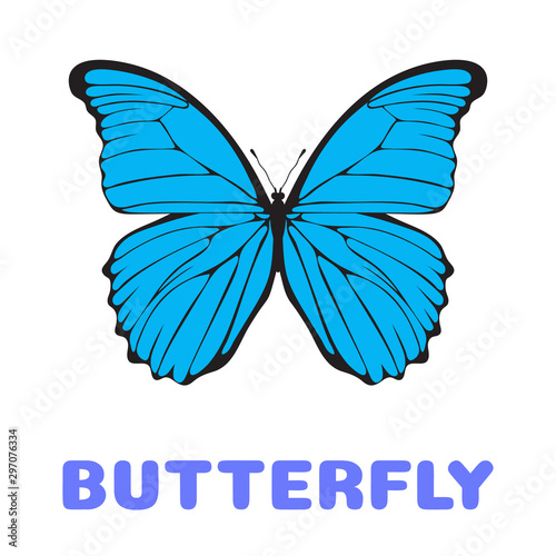Fotomural Butterfly Morpho didius flashcard