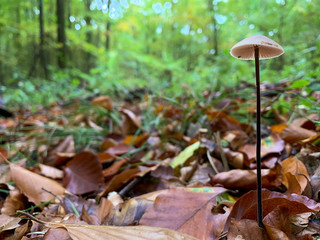 Wall Mural - Small mushroom on the ground in forest 