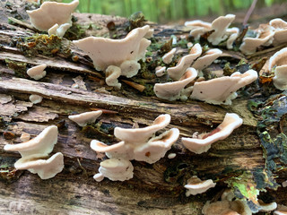 Wall Mural - Some mushrooms growing on an old rotten tree stem in the forest in autumn