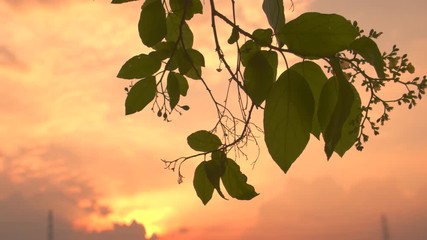Wall Mural - green leaves with sunset sky background. the shining through fall leaves