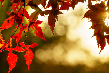 Wall Mural - red maple on sunlight coloerful bokeh background. autumn leaves on a background