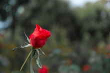Red Rose, Green Rose Leaves As Bokeh Backdrop.
