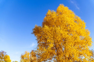 Wall Mural - autumn landscape in the park in sunny weather