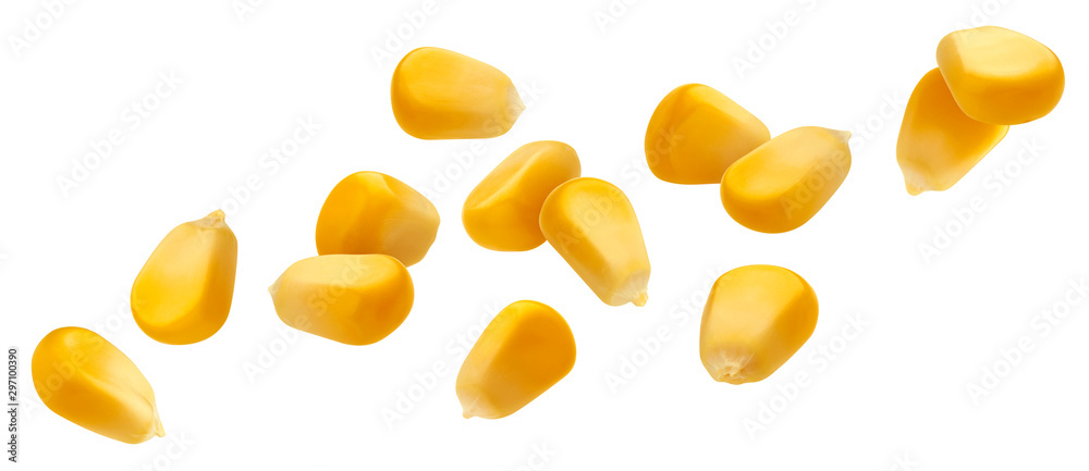 Falling corn seeds isolated on white background with clipping path - obrazy, fototapety, plakaty 